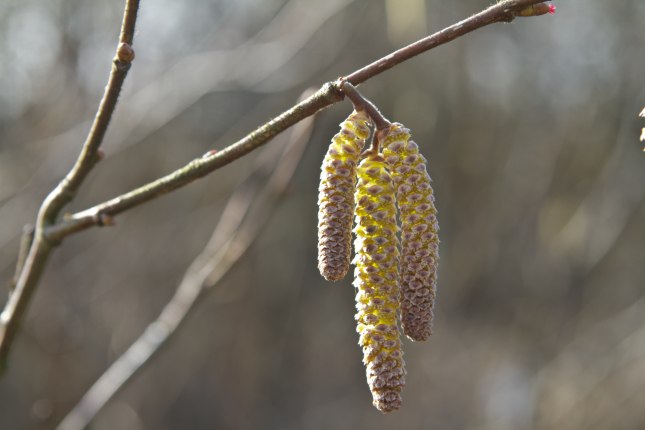 Hasselrakler i februar.