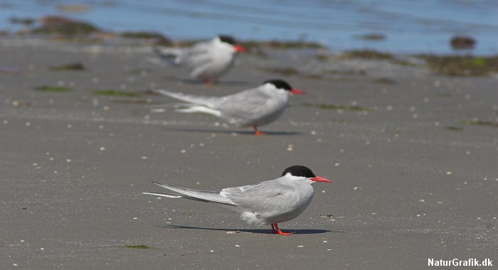 Havternen trækker længere end nogen anden fugl