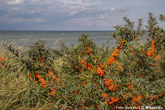 Havtornbuske ses ofte ved kysten. Foto: Foto: Derzno, CC, Wikimedia.