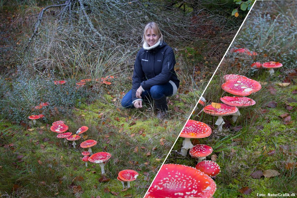 En stor heksering bestående af Rød fluesvamp.
