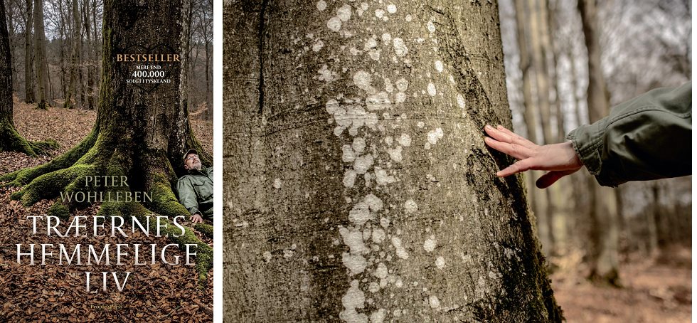 Forside og billede fra bogen.