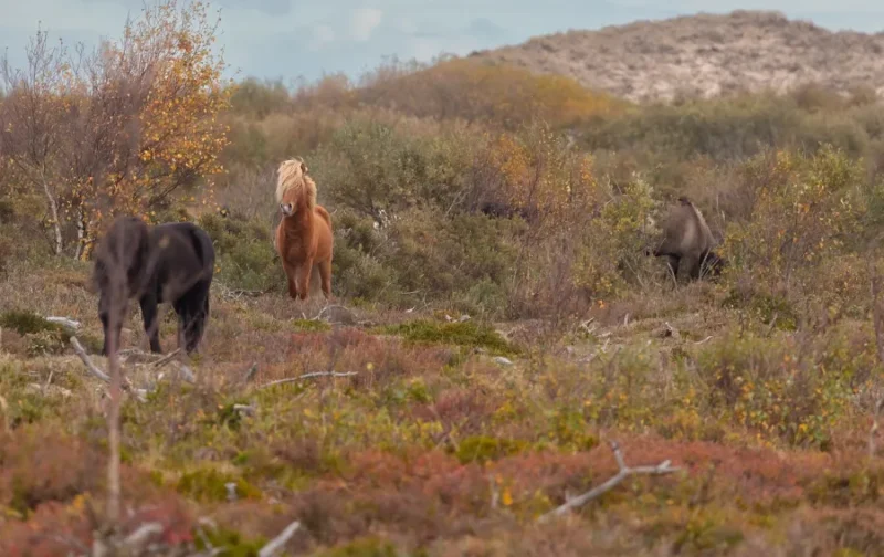 Græssende heste på Hulsig Hede