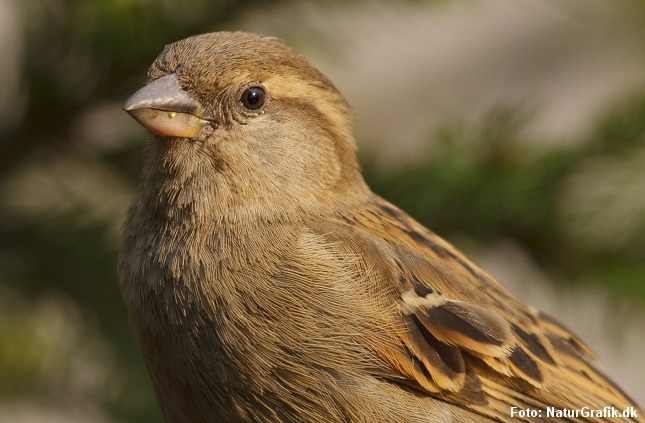 Gråspurv. Blandt havens fugle er gråspurve og duer nogle af de mest salt-tolerante arter.