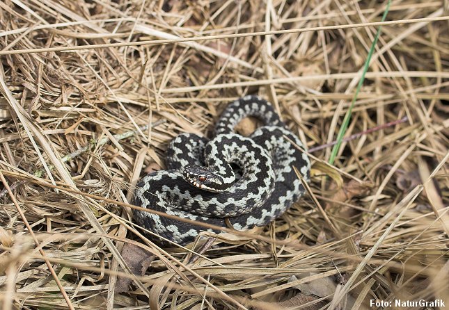 Hugormen er dukket frem af vinterdvalen. 