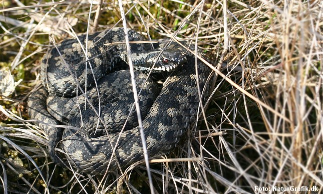 Sammenrullet hugorm i forsvarsposition.