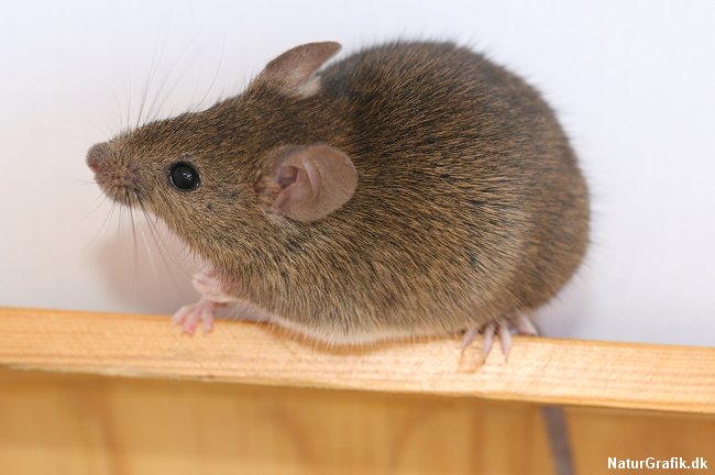 Mus kan få adgang til hus gennem selv små sprækker. En revne på 7 mm er nok.