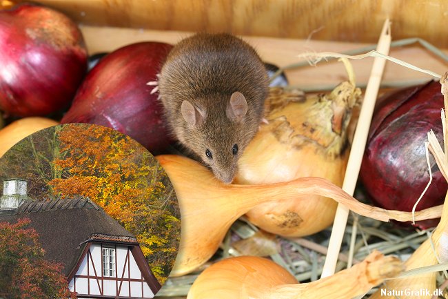 I takt med at vejret bliver koldere søger musene ind i vores huse.