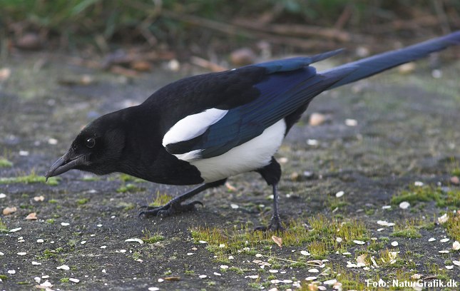 Husskaden er meget alsidig i sin kost. Den spiser gerne frø og insekter og henter også gerne mad fra havens foderbrædt.