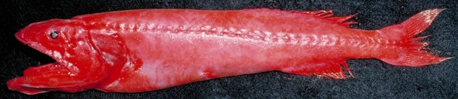 Dybhavsfisken, der på engelsk hedder "flappy Whalefish" Gyrinomimus grahami