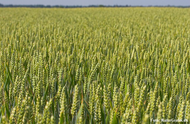 Der er ikke meget kornblå over en konventionel hvedemark i dag. 