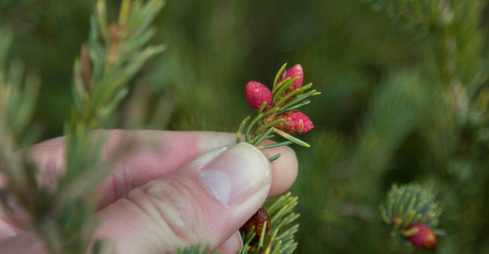 Grantræets jordbærrøde forårsblomster. - Naturmagasinet