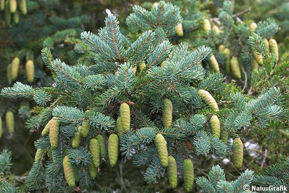 Hvidgranen er på retur i Danmark og plantes næsten ikke længere. 