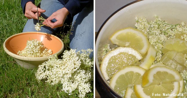 Tilberedning af hyldeblomstsaft.
