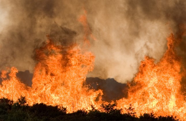 Skovbrænde hærger Borneo. Foto: Elias Gomez, Dreamtimes.com