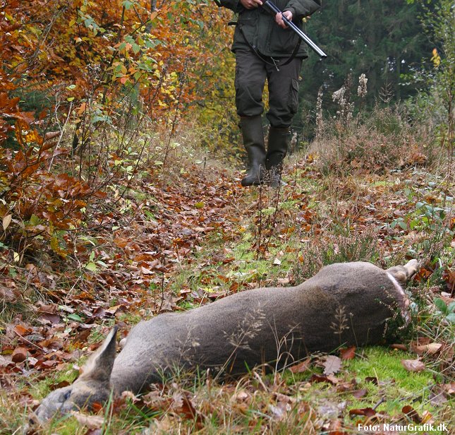 I følge Styrelsen for Vand og Naturforvaltning viser den foreløbige jagtstatistik at jægerne skyder færre rådyr - dog stadig over 100.000 om året.