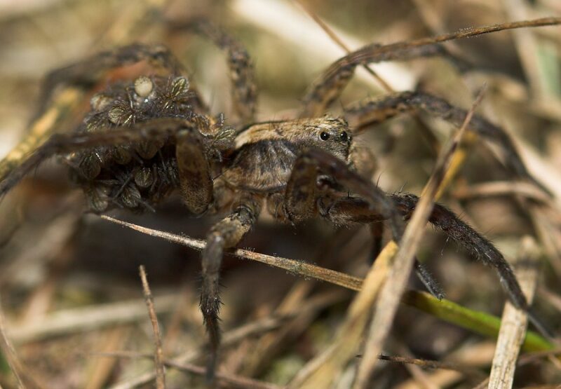 Edderkop med unger på ryggen