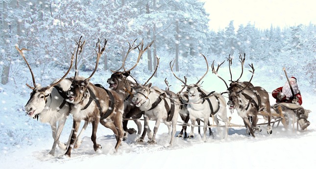 Julemanden med sine rensdyr gennem skoven. Foto: Vladimir Melnikov, Dreamstime.com og NaturGrafik.dk