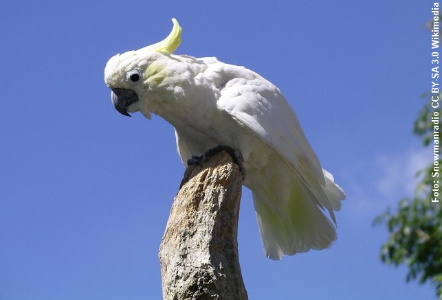 Levende kakaduer forsøgt smuglet i plastik-vandflasker. Foto: "Lesser-sulphur crested cockatoo 31l07" by Snowmanradio, CC BY-SA 3.0 via Wikimedia.