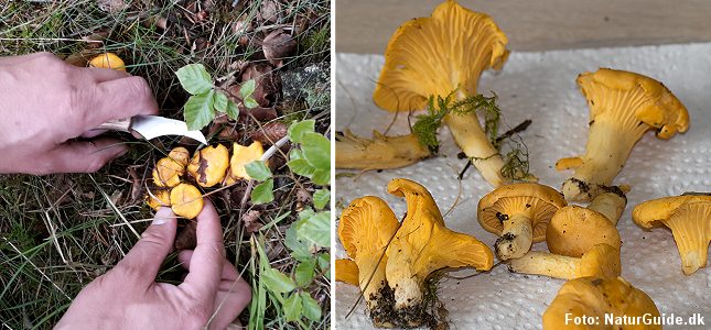 Almindelig kantareller. Gode kendetegn er de kraftige lameller på undersiden, der er tydeligt forgrenede med årer.