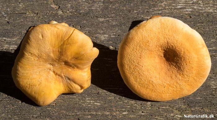 Se forskel på ægte kantarel og orange kantarel