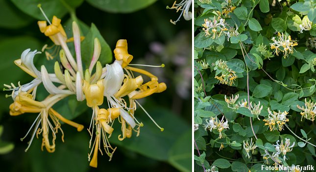 Vild kaprifolie dufter kraftigt og sødmefuldt, men først når solen går ned. 