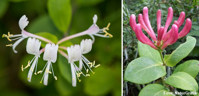 Vild kaprifolie har oftest hvide og gule blomster, men de kan også være rødlige.