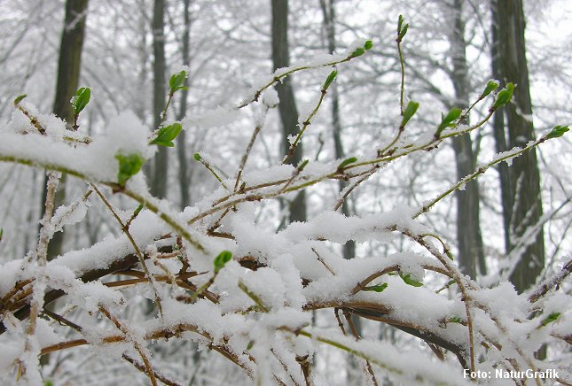 Kaprifolie kan findes med grønne blade allerede i januar. 