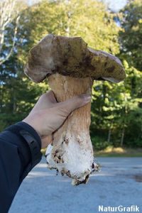 Stor, kraftig Karl Johan plukket i nordjysk skov.