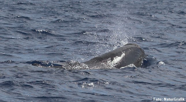 Kaskelothvalen, der blev set ud for Hornbæk Havn blev først vurderet til at være en pukkelhval.