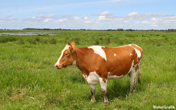 Kvæg, der græsser naturområder giver sundere bøffer viser forskning. Her Skjern Enge i Vestjylland.