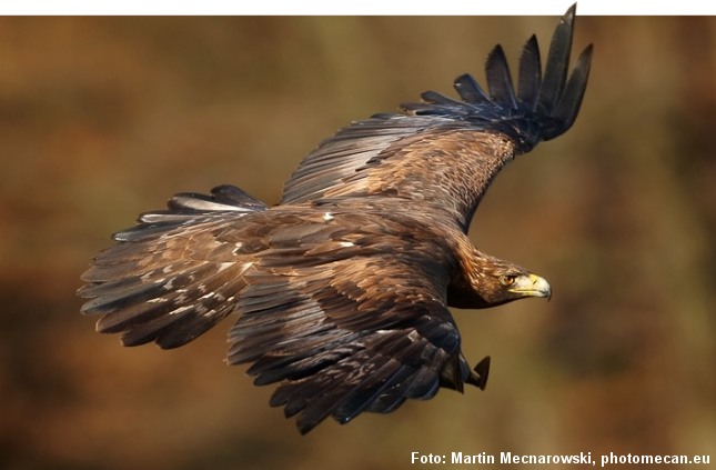 Kongeørnen lever af fuglevildt som f.eks. gæs eller mindre pattedyr som harer, men den kan også slå større dyr som ræv og rålam. Foto: Martin Mecnarowski, photomecan.eu.