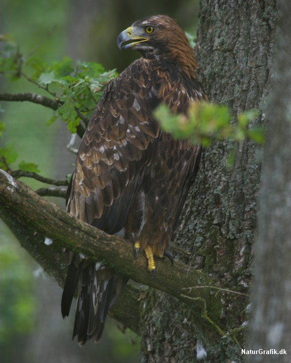 Kongeørnen er en prægtig og elegant rovfugl, der først i nyere tid er genindvandret til Danmark. Foto: Niels Lisborg/NaturGrafik.
