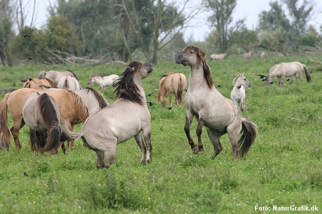Store græssere tilbage i den danske natur? Her vilde konik-heste fotograferet i Holland.