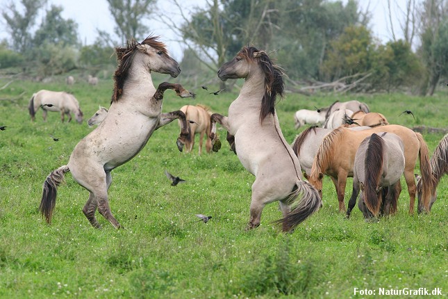Vilde konik-heste. Her fotograferet i en hollandsk nationalpark.