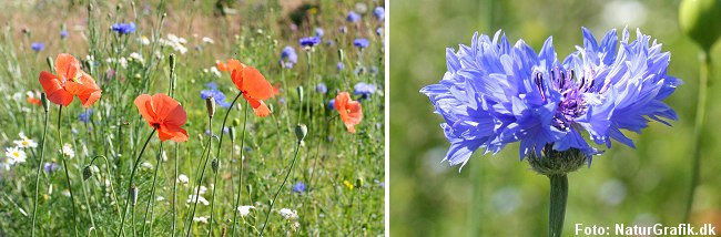 Kornblomster og valmuer i kanten af en økologisk kornmark.
