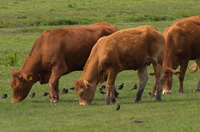 Stære finder føde mellem kreaturerne på engen. Her fra fuglereservatet Vejlerne i Nordvestjylland.