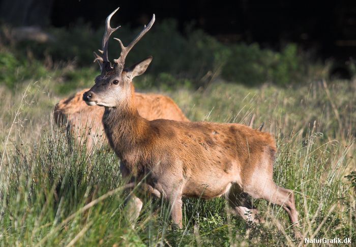 En ung, seksender hjort som denne har kun små chance for at udvikle sig til en mægtig kapitalhjort, ifølge en forskningsrapport fra Aarhus Universitet. Hjortene bliver simpelthen skudt af danske jægere inden de vokser sig store.