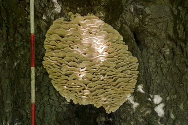 Pigsvampen ved siden af en landmåler stok med 20 cm inddeling. Foto: Kristian Graubæk