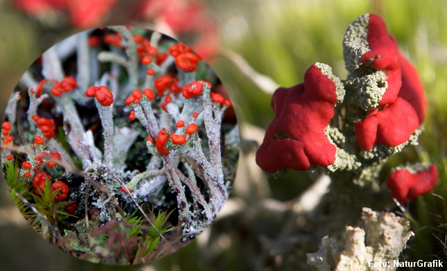 Det postkasserøde sporelag på toppen giver en farverig naturoplevelse.