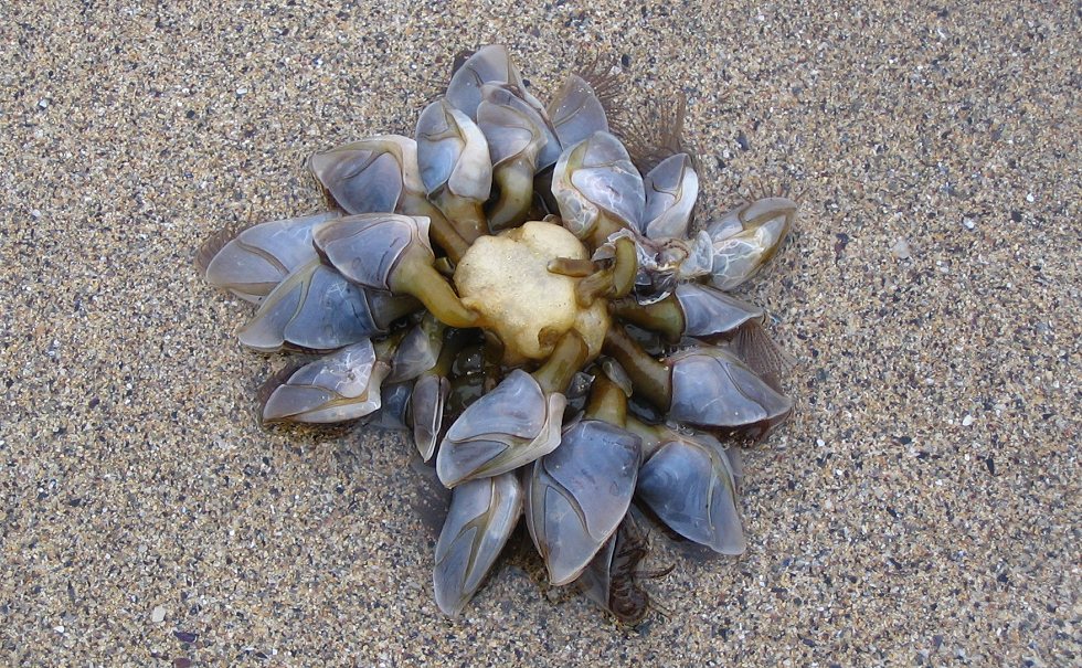 En samling af langhalse er skyllet op på stranden.