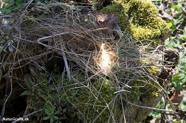 Ved at koncentrere solens stråler gennem vandflasken, kan det lade sig gøre at tænde ild.