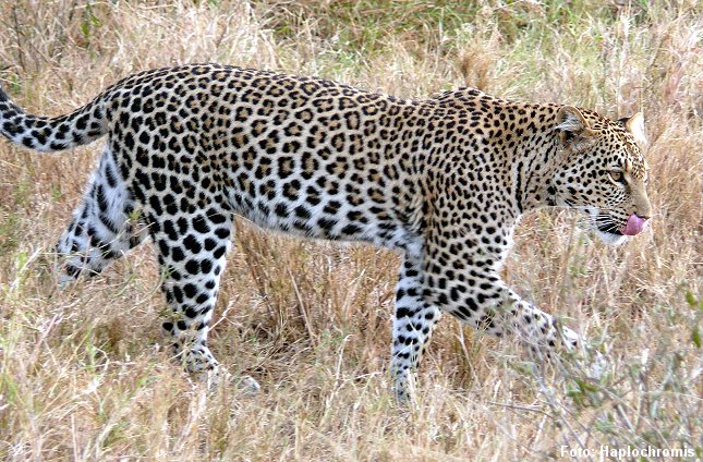 Afrikansk leopard. foto:  Haplochromis, CC BY-SA 3.0, Wikimedia. 