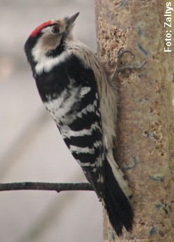 Lille flagspætte er ikke større end en gråspurv. Foto: Zaltys, CC BY-SA 3.0, Wikipedia.