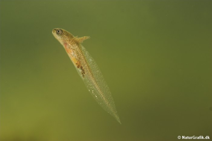 Salamander-larve