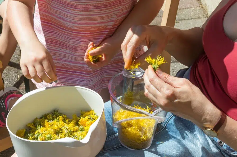 Lav marmelade af mælkebøtter