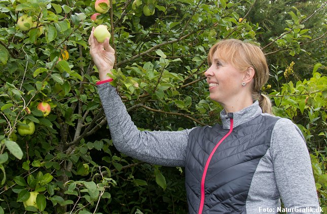 Sensommerens og efterårets høst af æbler kan bruges til mange ting. En af dem er æblechips.