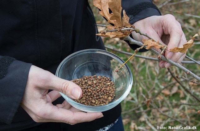Egeknopper i en lille skål.