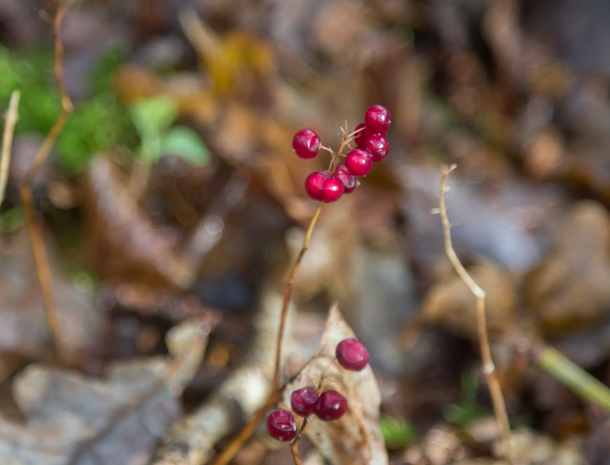 Små oktober-røde bær i skovbunden. Hvad er det? - Naturmagasinet