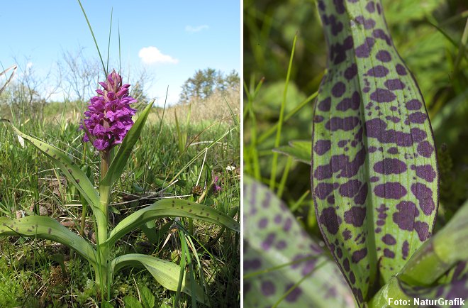 Maj-gøgeurten blomstrer fra medio maj til ind i juni. Den har kraftig stængel og normalt plettede blade.