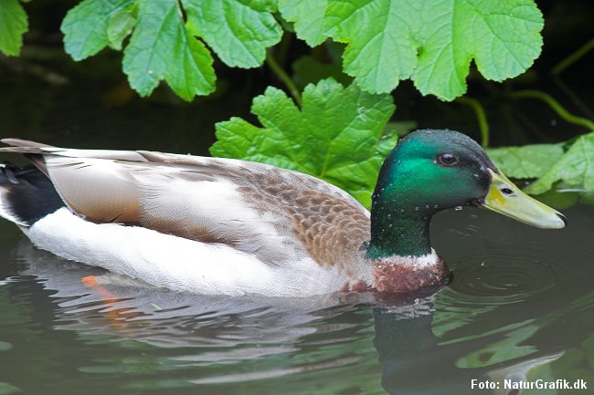 Flere gråænder (foto) er fundet døde på grund af blod-ikter.